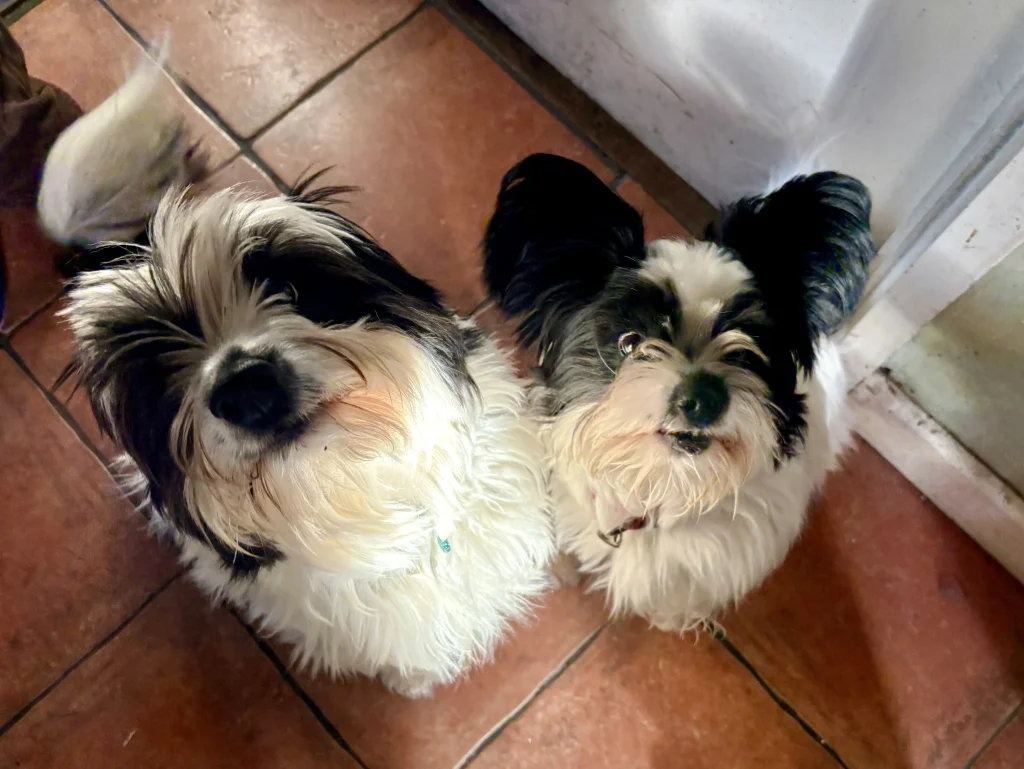 Dogs at Camp Hillcrest.